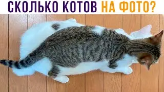 СКОЛЬКО КОТОВ НА ФОТО?))) Приколы с котами | Мемозг 790