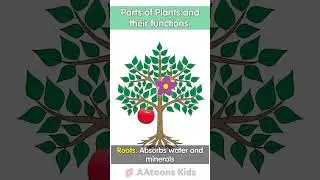 Parts of Plants | Parts of Plants and their functions