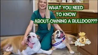 Owning a Bulldog? | What you Need to Know!