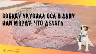 Собаку укусила оса в лапу или морду: что делать