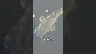 Риби мутанти в Чорнобилі