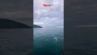 Крым сегодня. Дельфин 🐬 28.04.23