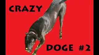 Crazy doge 2