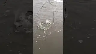 Поймал на паук мешок рыбы за раз!!! Caught a bag of fish at a time!