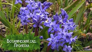 Botanical garden. Scilla (2024)