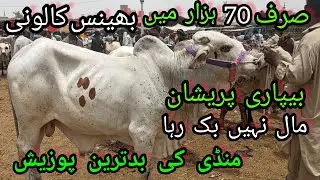 Bhains Colony Mandi | Karachi Cattle Rates Update | Bargaining | 19-July-2023 | Cow Mandi 2023