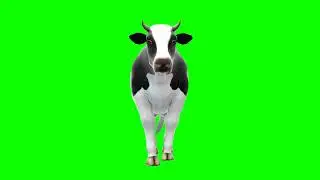 GFM - 4K/HD - Royalty Free Download - Cow 1 - Green Screen - Animation - FX - Cinematic Special FX