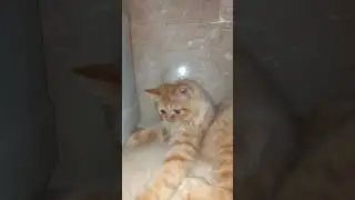 Caught in the Act! This Cat’s Funniest Reaction Yet! 😂