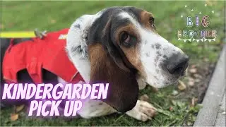 Picking up my little brother - Sherlock the Basset
