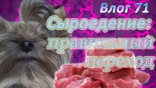 СЫРОЕДЕНИЕ ДЛЯ ЙОРКА. Правильный переход на сыроедение.