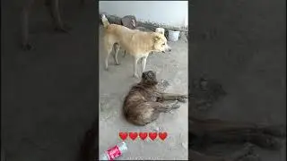 Itlar suhbati