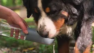 No Thirst Is Too Big For The Bark Bottle™!