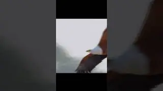 Eagle attacks birds in flight