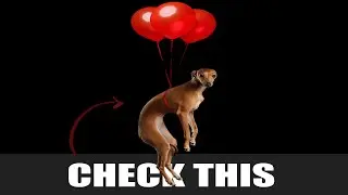 Balloon Sound For Dogs | Noise that Dog Love