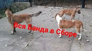 Вся банда в сборе! Малинуа показал характер, Амстафф в шоке!!! Моргенштерн нервно курит в сторонке!!