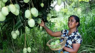 Mango Crispy to taste🥭Let's make a crispy Devilled with oil-fried mangoes. .village kitchen recipe