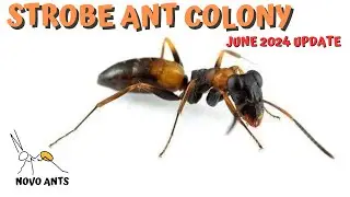 Strobe Ant Colony update - Ant Keeping