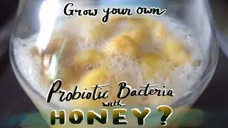 Grow your own Probiotics using Raw Organic Honey. Is this possible?