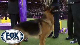 German Shepherd Rumor wins Best in Show | Westminster Dog Show (2017) | FOX SPORTS