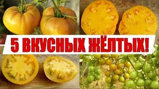 САМЫЕ ВКУСНЫЕ И СЛАДКИЕ ТОМАТЫ !!! (ЛУЧШИЕ ЖЁЛТЫЕ СОРТА, КОТОРЫЕ Я САЖАЛ!)