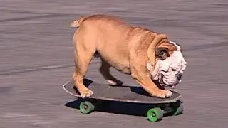 Remembering Tillman, the skateboarding bulldog