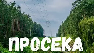 Просека. Страшная история.