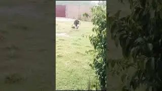 Cute German shepherd dogs are playing in lawn