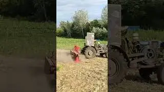 Кошу картофельную ботву!
