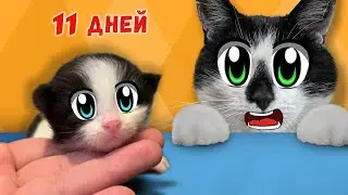 КОТЯТА ОТКРЫЛИ ГЛАЗКИ! ВЫБРАЛИ ИМЕНА для КОТИКОВ! КОШЕЧКА ИСА СТАЛА МАМОЙ! ИСТОРИЯ БЕЗДОМНОЙ КОШКИ