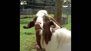 Harumnya Kambing Qurban kentut #kambingqurban #komedi #kambingkentut #komedilucu #iduladha #lebaran