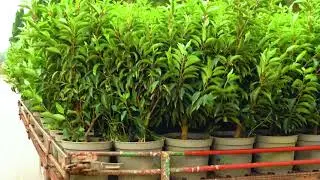 Cherry laurel (Prunus) from Saterplant